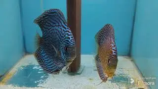 Discus Breeding Pairs and 3.5 inch and 4.5 Inch Discus also for Sale interested person contact me
