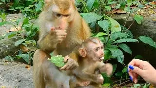 Feeding abandoned baby Thor lotus seed he really like it, Ms.Kunthea feeding abandoned fruit