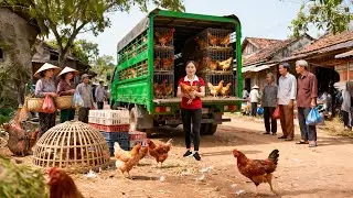 Use Truck to Sell Many Chickens After 200 Days of Raising, Go to Market Sell | Farm Farm TV