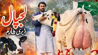Pakistan’s Best American Cow 🐮 | Lajpal Dairy Farm | Heavy Milk Friesian 🐄