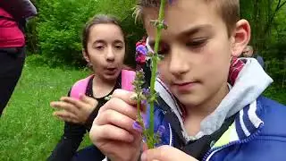 La Biodiversità vissuta: Lungo le betulle