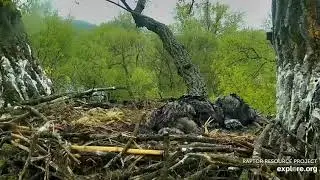 Decorah Eagles Mom gets dived  bombed by pesky  crow 05 14 2020