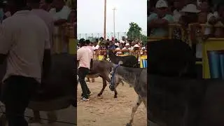 Estamos cerca - Festival Nacional del Burro en San Antero C&oacute;rdoba