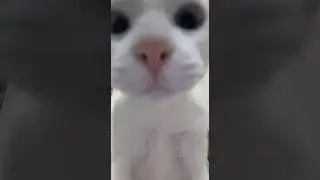 Trying to Film a TikTok With My Cat = Impossible 😂 #catcomedy #cats #comedy #petcomedy