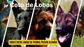 Comentario Sobre la Cruza entre l&iacute;neas de Pastores Alemanes de Trabajo y Conformaci&oacute;n. #cotodelobos