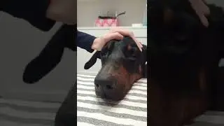 Caritas de Doberman
