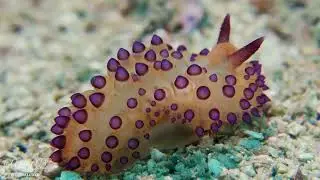 Janolus savinkini, Koh Tao, Thailand.
