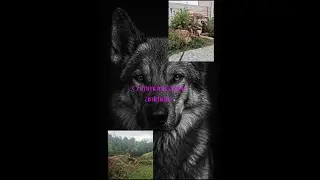 La communication animale d'Okah&iuml;a !