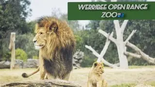 Inside Australia&rsquo;s Wildest Zoo | Werribee Open Range Zoo