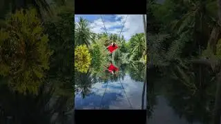 Bali swings a must do in Bali!      #Baliswings #Bali #Balivacation #Balitravel #ubud #indonesia