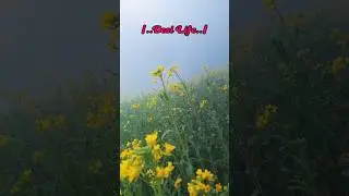 ❣️DESI LIFE👍🌾🍀#farming#punjabisong#song #farmer#modernfarmer#goviral #shorts#ytshorts#india