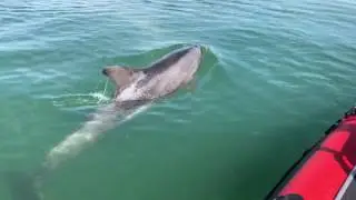 AMAZING Dolphin Blows Rainbows in Southampton Water