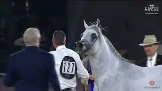 N.127 MOHARIB AL MOHANNA - GCAT Riyadh 2024 - Colts 3 Years Old (Class 6)