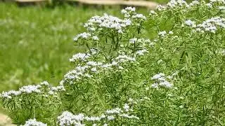 Virginia Mountain Mint (Pycnanthemum virginianum) - My Native Pollinator Garden