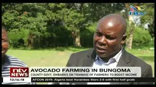 Bungoma county embark on training farmers on avocado farming to boost income