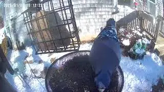 Blue Jay 1/3/26