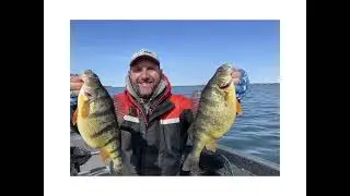 Giant Perch With Gone Fishing Tours