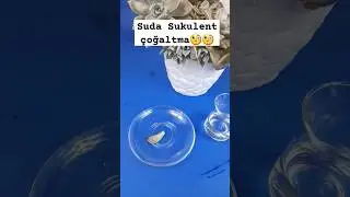 🧐🧐🧐 suda &ccedil;ok kolay sukulent &ccedil;oğaltma #plants #propagation #skulent