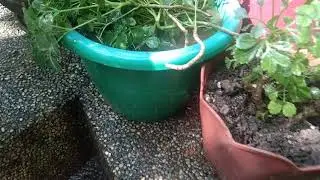 *PAPUA OR KALIPAY PLANT/MING ARALIA PLANT PROPAGATION AND BENEFITS*
