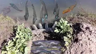 Wow! Amazing Boy Creative Deep Hole Fish Trap Using 5 Bamboo Pipe To Catch A Lot Of Fish