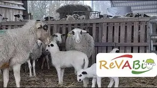 Séminaire de restitution du Casdar RéVABio – Essai sur le report d’agneaux d’herbe (vidéo 10/15)