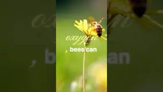 Did You Know Bees Can Fly Higher Than Mount Everest 🐝😳