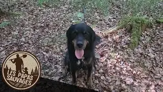 Chercher les TRUFFES avec son CHIEN