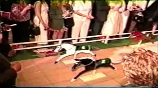 Indoor Horse Racing