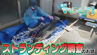 週刊マリンピア通信　＃201 ストランディング調査