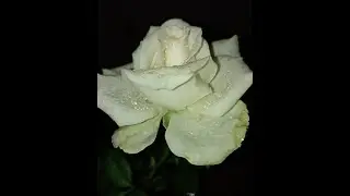 #NatureGreen DUTCH ROSE AVAILABLE IN KARMCHAARI NAGAR ROAD NURSERY