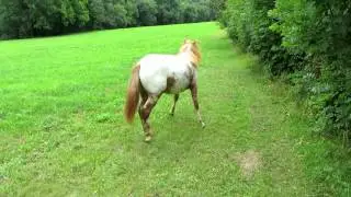 Bocksprung