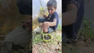 Incredible Scene! 🐟 Thousands of Fish in the Village Lake! 🌊