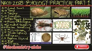 NECO 2023 - Biology Practical Specimens PART ONE | All specimens for NECO 2023 Biology | Snail |Toad
