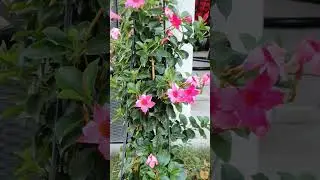 Thinkel Bell pink flower
