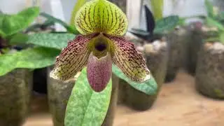 Lady Slipper orchid: Paph Edithae