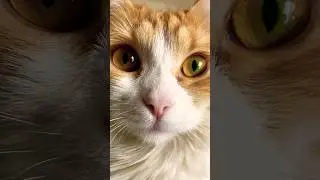 Посмотри в глаза ❤️ #shorts #cat #easy #love #youtubeshorts