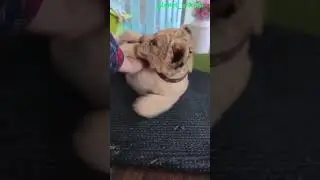 lion cub playing on the table | cuteness overloaded