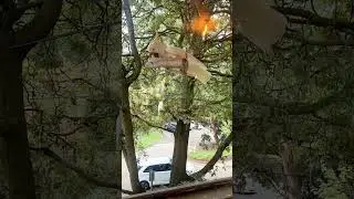 Amazing Bird Moments You Have to See!