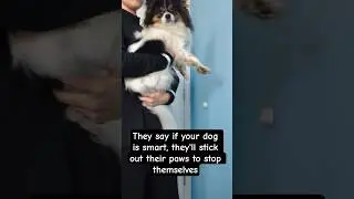 Wall trend with Addie 🤣 #funny #dog