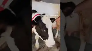 #snog #beniwal #dairy #farm #newsong #beniwaldairyfarm