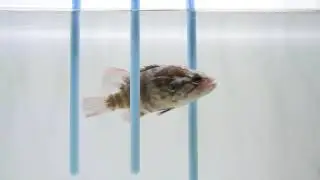 【魚の一芸】オヤニラミがスラロームに挑戦③（2025-04-21）