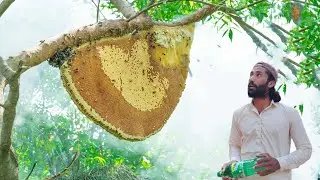 Honey Hunting in Pakistan's Forests | Wild Honey Hunters | Mad Honey Hunting
