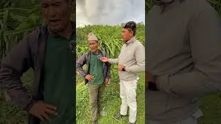 Dragon fruit farming in Nepal ￼#shorts