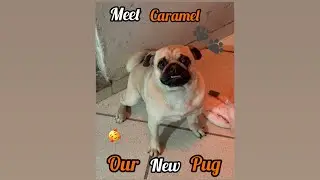 Meet caramel | our new pug | Kashy&rsquo;s world |🥰