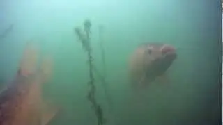 UK First Golden Tench Underwater at Angler Paradise, Devon