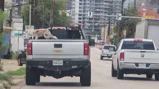 Собака в кузове грузовика