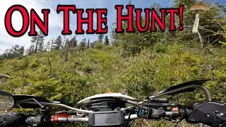 Honda XR650L Mushroom Hunt & Steep Hill