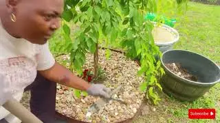 Digging out Weeping Cherry tree