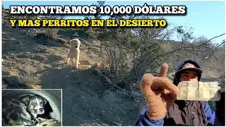 Encontramos 10,000 Dólares Y Mas Perritos En El Desierto 