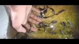 Ma betta fish love Betta #fish #bettafish #fighter #shorts #shortvideo #short #shortsvideo